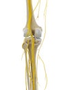 the nerves of the knee Royalty Free Stock Photo