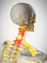 The nerves of the neck Royalty Free Stock Photo