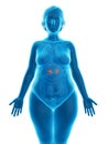 An obese womans adrenal glands