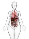 An obese womans internal organs