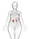 An obese womans kidneys Royalty Free Stock Photo