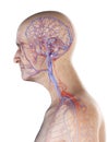 Arteries and veins of the head