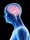 An old mans brain and nerves Royalty Free Stock Photo