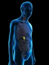 An old mans gallbladder Royalty Free Stock Photo