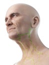 lymph nodes of the neck Royalty Free Stock Photo