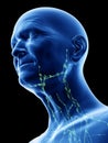 Lymph nodes of the neck Royalty Free Stock Photo