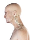 An old mans skeletal neck