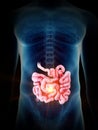 A painful small intestine Royalty Free Stock Photo