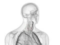 The para thyroid glands