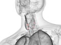 The para thyroid glands