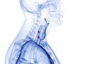 the para thyroid glands