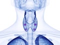 the para thyroid glands