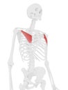 The Pectoralis Minor