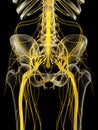 The pelvis nerves