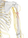 The Posterior Brachial Cutaneous Nerve Royalty Free Stock Photo