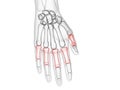 The proximal phalanges Royalty Free Stock Photo