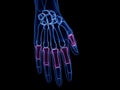 The proximal phalanges