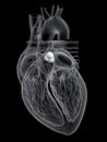 The pulmonary valve