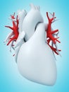 The pulmonary veins