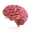 A realistic human brain