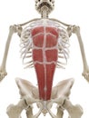 The rectus abdominis Royalty Free Stock Photo