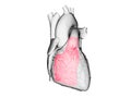 The right ventricle Royalty Free Stock Photo
