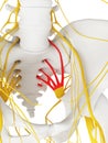 The sacral plexus