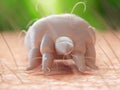 a scabies mite Royalty Free Stock Photo