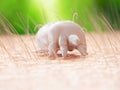 a scabies mite Royalty Free Stock Photo