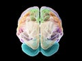 The sections of the human brain Royalty Free Stock Photo