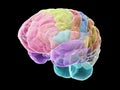 The sections of the human brain Royalty Free Stock Photo