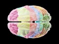 The sections of the human brain