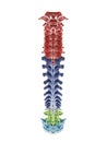 The segments of the human spine