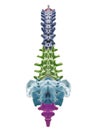 The segments of the human spine