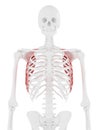 the Serratus Anterior