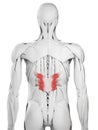 The serratus posterior inferior