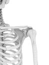 The shoulder bones