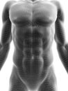 Sixpack abs Royalty Free Stock Photo