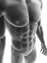 Sixpack abs Royalty Free Stock Photo