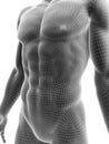 Sixpack abs Royalty Free Stock Photo