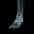 The skeletal foot