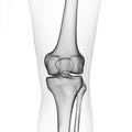 the skeletal knee