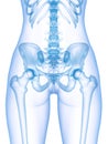 The skeletal pelvis