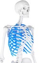 The skeletal thorax Royalty Free Stock Photo