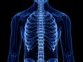 The skeletal thorax Royalty Free Stock Photo