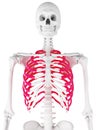 The skeletal thorax Royalty Free Stock Photo