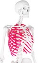 The skeletal thorax Royalty Free Stock Photo