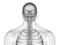 The skeletal upper body