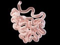 The small intestine anatomy
