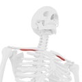 The Subclavian